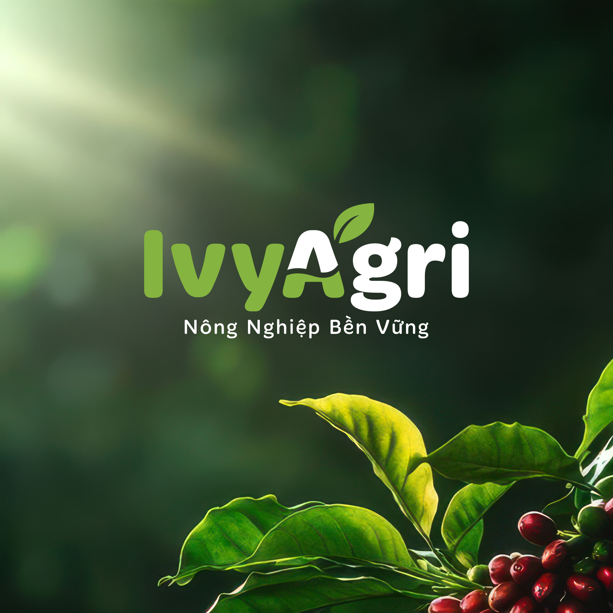 Phân vi sinh cho cây sầu riêng IVY Micro ngăn ngừa thối rễ Phytophthora